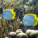 Butterflyfish are so cool, man.